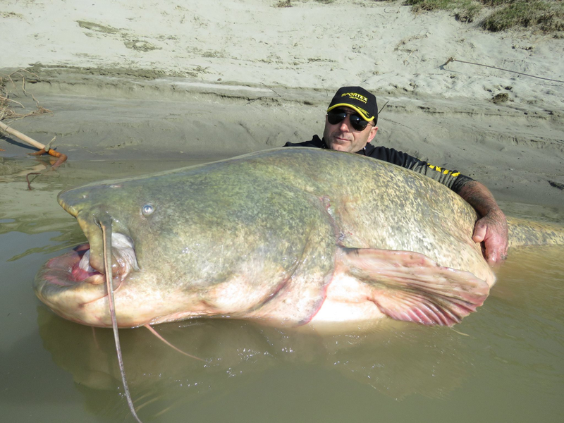 Illustration for article titled Monster 280-pound catfish caught in Italy